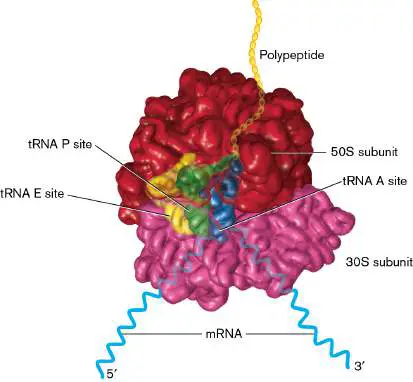 Figure from Chapter 8, Microbiology: An Evolving Science 6e