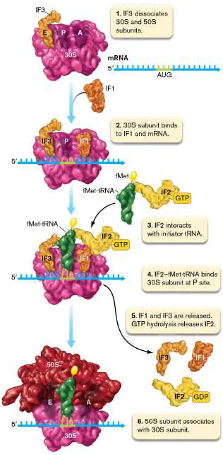 Figure from Chapter 8, Microbiology: An Evolving Science 6e