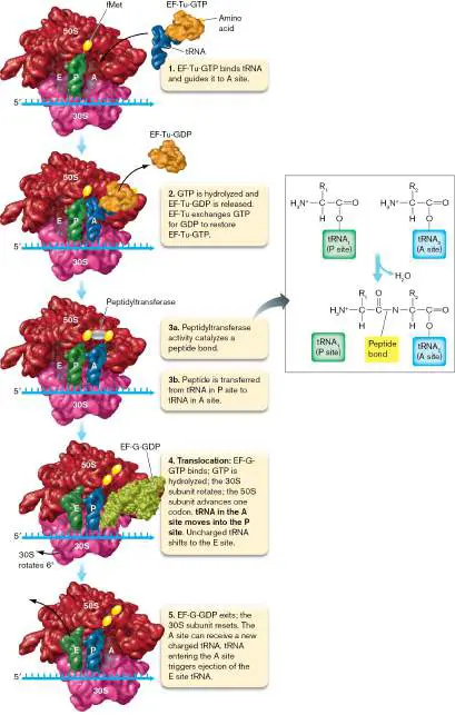 Figure from Chapter 8, Microbiology: An Evolving Science 6e
