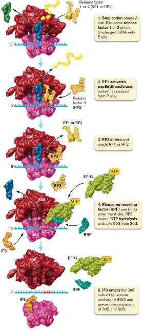 Figure from Chapter 8, Microbiology: An Evolving Science 6e
