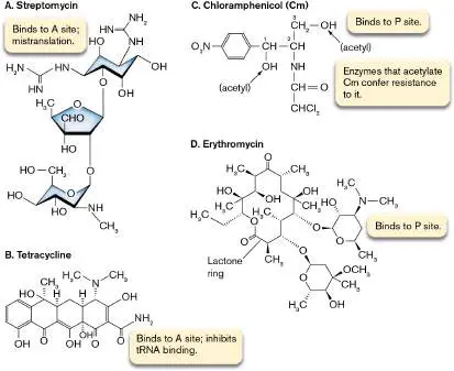 Figure from Chapter 8, Microbiology: An Evolving Science 6e