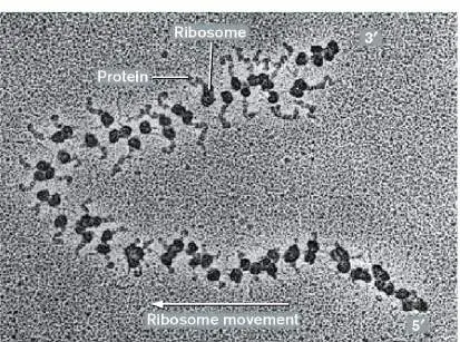 Figure from Chapter 8, Microbiology: An Evolving Science 6e