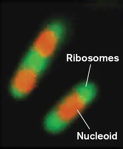 Figure from Chapter 8, Microbiology: An Evolving Science 6e