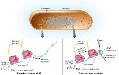 Figure from Chapter 8, Microbiology: An Evolving Science 6e