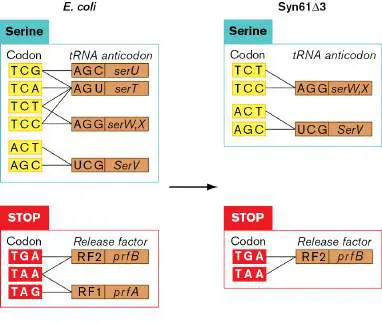 Figure from Chapter 8, Microbiology: An Evolving Science 6e