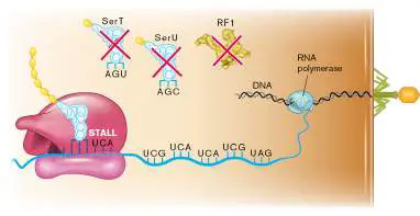 Figure from Chapter 8, Microbiology: An Evolving Science 6e