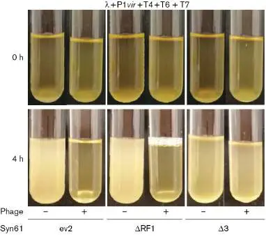 Figure from Chapter 8, Microbiology: An Evolving Science 6e