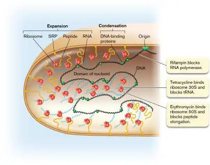 Figure from Chapter 8, Microbiology: An Evolving Science 6e