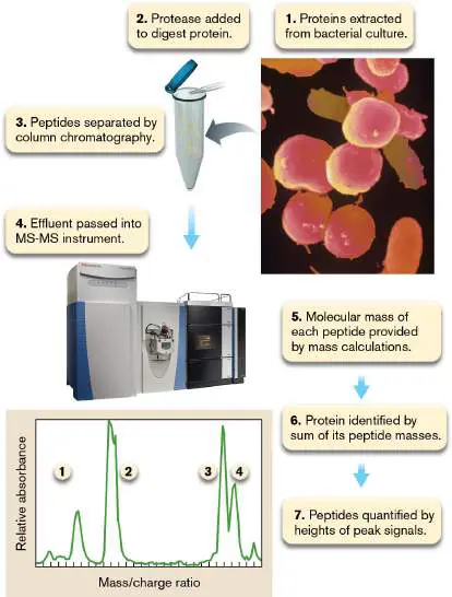 Figure from Chapter 8, Microbiology: An Evolving Science 6e