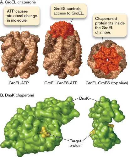 Figure from Chapter 8, Microbiology: An Evolving Science 6e