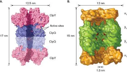 Figure from Chapter 8, Microbiology: An Evolving Science 6e