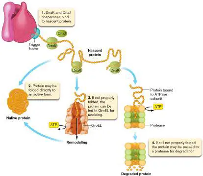 Figure from Chapter 8, Microbiology: An Evolving Science 6e
