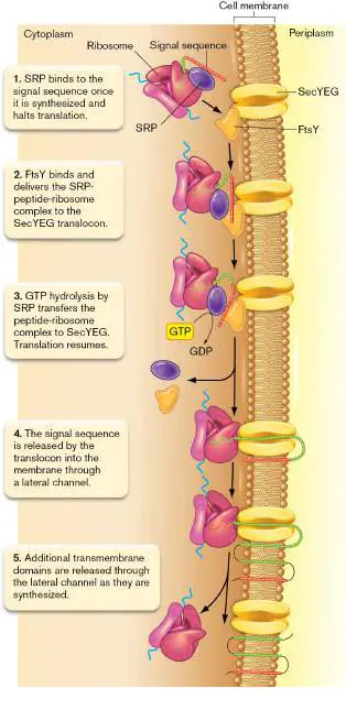 Figure from Chapter 8, Microbiology: An Evolving Science 6e