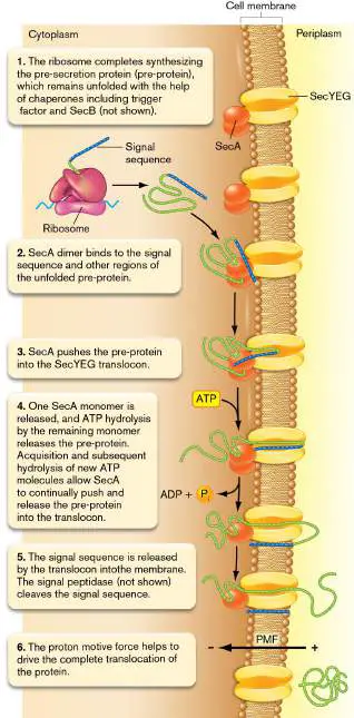 Figure from Chapter 8, Microbiology: An Evolving Science 6e