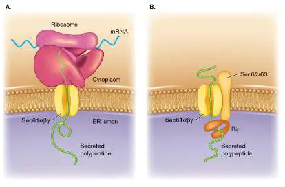 Figure from Chapter 8, Microbiology: An Evolving Science 6e
