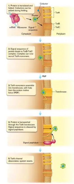 Figure from Chapter 8, Microbiology: An Evolving Science 6e
