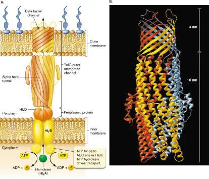 Figure from Chapter 8, Microbiology: An Evolving Science 6e