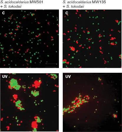 Figure from Chapter 8, Microbiology: An Evolving Science 6e