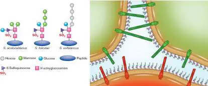 Figure from Chapter 8, Microbiology: An Evolving Science 6e