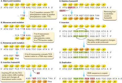 Figure from Chapter 9, Microbiology: An Evolving Science 6e