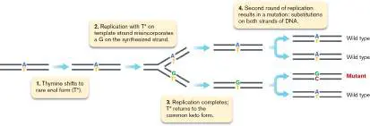 Figure from Chapter 9, Microbiology: An Evolving Science 6e
