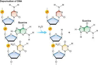 Figure from Chapter 9, Microbiology: An Evolving Science 6e