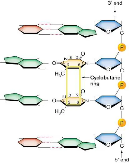 Figure from Chapter 9, Microbiology: An Evolving Science 6e