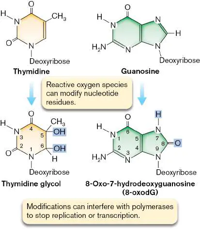 Figure from Chapter 9, Microbiology: An Evolving Science 6e