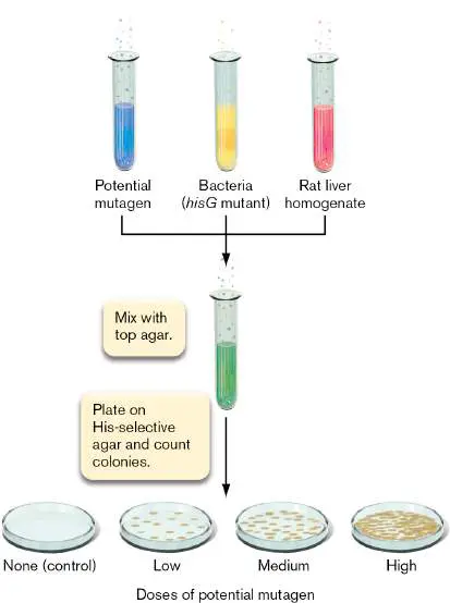 Figure from Chapter 9, Microbiology: An Evolving Science 6e