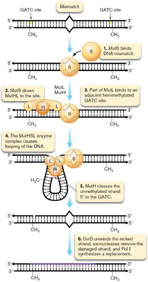 Figure from Chapter 9, Microbiology: An Evolving Science 6e