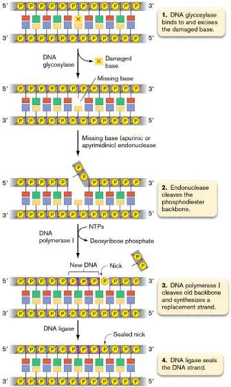 Figure from Chapter 9, Microbiology: An Evolving Science 6e