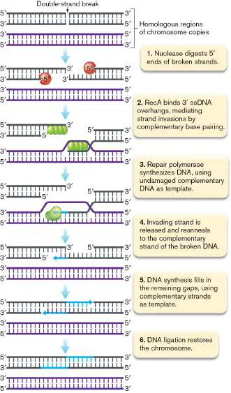Figure from Chapter 9, Microbiology: An Evolving Science 6e