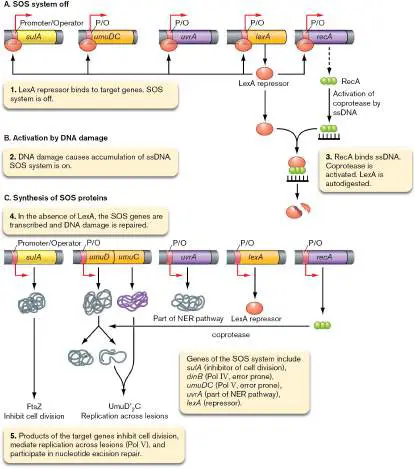 Figure from Chapter 9, Microbiology: An Evolving Science 6e