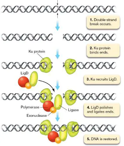 Figure from Chapter 9, Microbiology: An Evolving Science 6e
