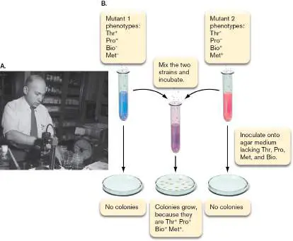Figure from Chapter 9, Microbiology: An Evolving Science 6e