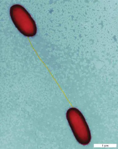 Figure from Chapter 9, Microbiology: An Evolving Science 6e