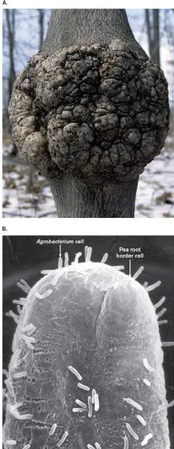 Figure from Chapter 9, Microbiology: An Evolving Science 6e