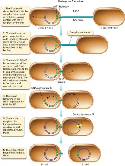 Figure from Chapter 9, Microbiology: An Evolving Science 6e