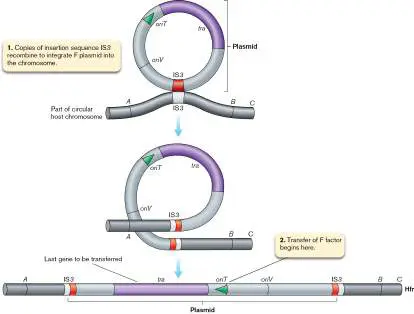 Figure from Chapter 9, Microbiology: An Evolving Science 6e