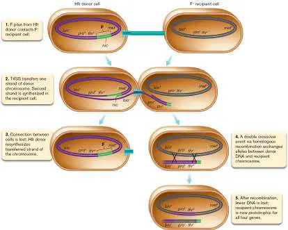 Figure from Chapter 9, Microbiology: An Evolving Science 6e