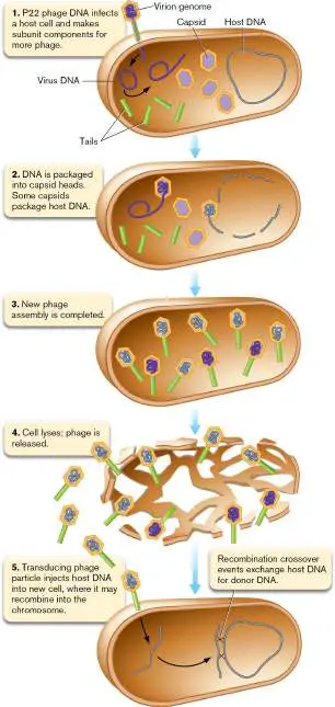 Figure from Chapter 9, Microbiology: An Evolving Science 6e