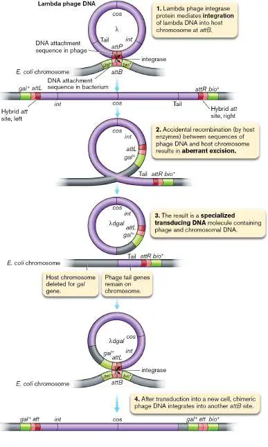 Figure from Chapter 9, Microbiology: An Evolving Science 6e
