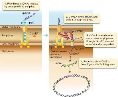 Figure from Chapter 9, Microbiology: An Evolving Science 6e