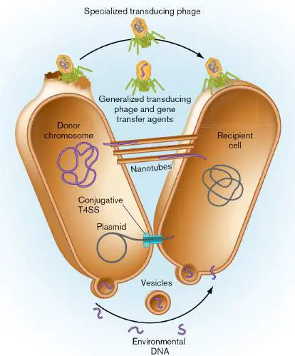 Figure from Chapter 9, Microbiology: An Evolving Science 6e