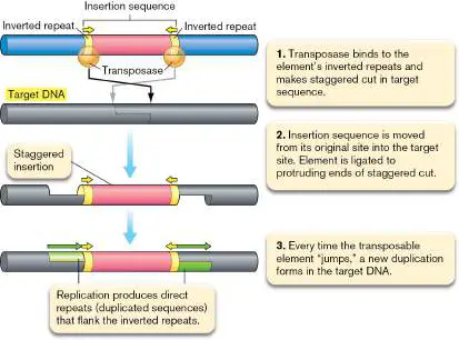 Figure from Chapter 9, Microbiology: An Evolving Science 6e