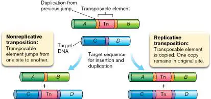 Figure from Chapter 9, Microbiology: An Evolving Science 6e