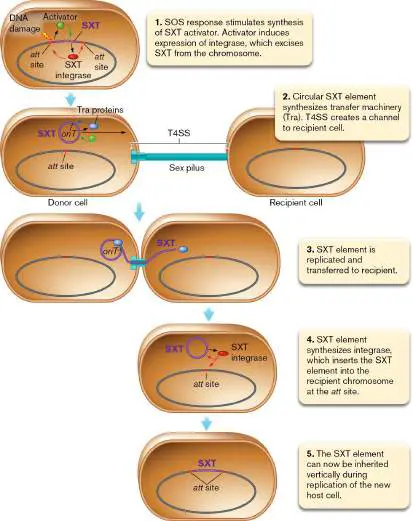 Figure from Chapter 9, Microbiology: An Evolving Science 6e