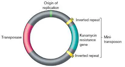 Figure from Chapter 9, Microbiology: An Evolving Science 6e