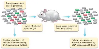 Figure from Chapter 9, Microbiology: An Evolving Science 6e