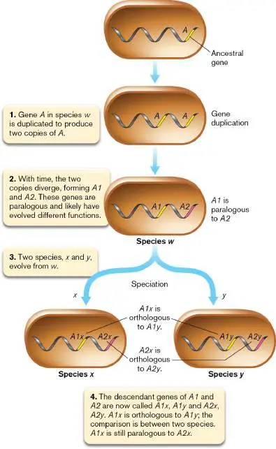 Figure from Chapter 9, Microbiology: An Evolving Science 6e